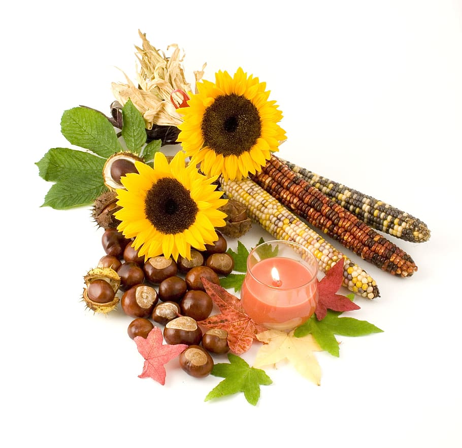 assorted, fruits, plants, flowers, sunflower, indian, corn, candle, leaves, conkers