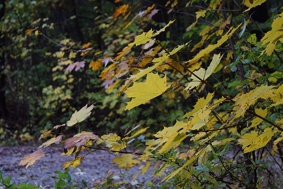 autumn, deciduous forest, october, yellow, leaves, plant part, leaf, plant, change, growth