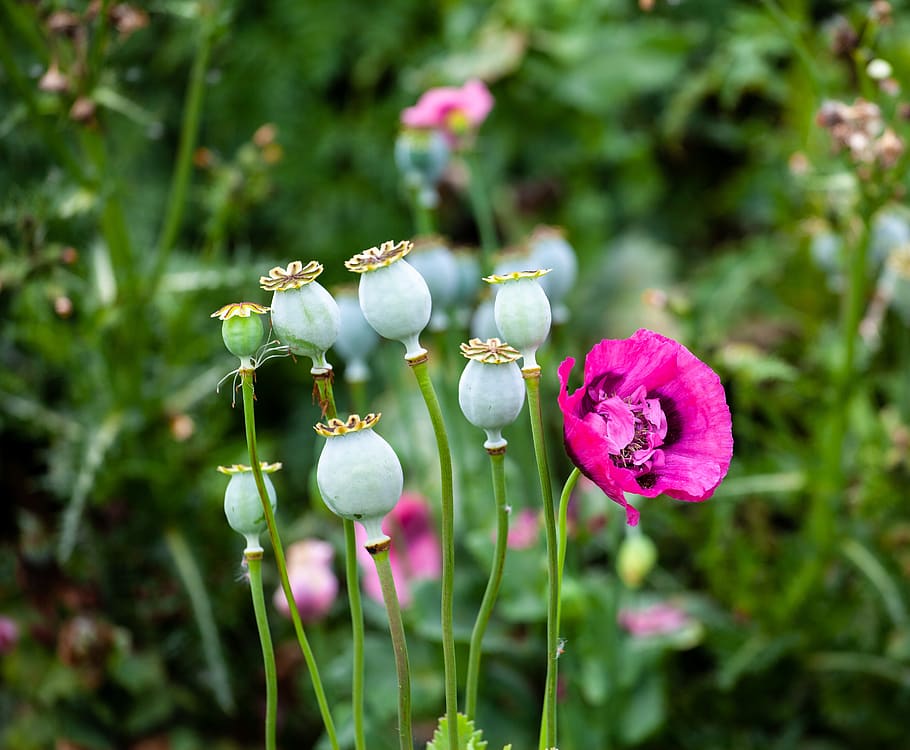 opium poppy, purple poppy, poppy, opium, heroin, flower, wild, outdoor, colour, summer