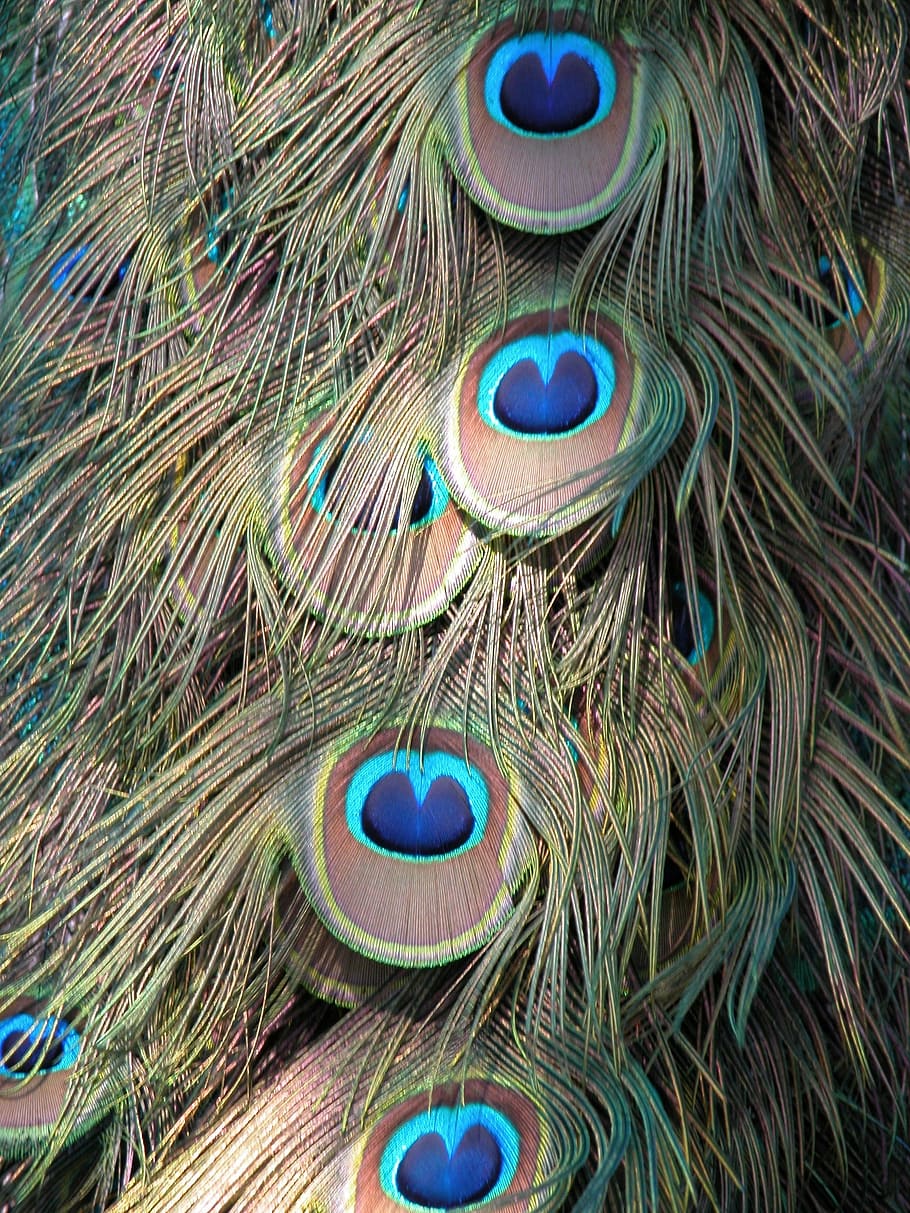Peacock, Feathers, Background, Pattern, shapes, designs, green, bird, peafowl, colorful