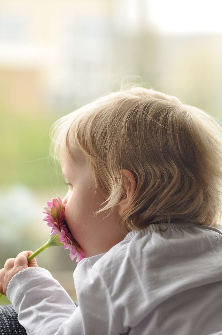 blonde, haired baby, holding, pink, daisy flower, child, cute, girl, flower, watch
