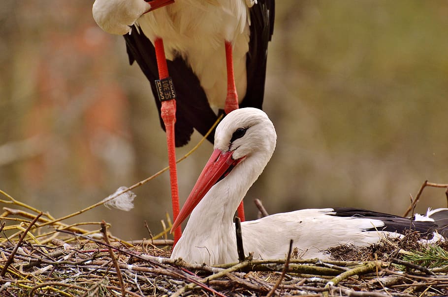 stork, fly, bird, white stork, plumage, nature, animals, rattle stork, bill, feather