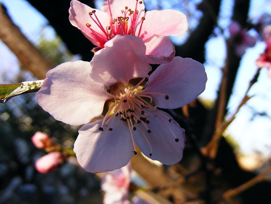 blossoms, spring, apricot, pink, flower, flowering plant, fragility, plant, vulnerability, beauty in nature