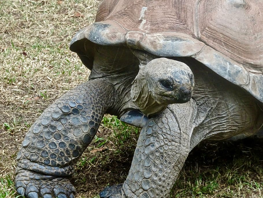 kura-kura, lambat, besar, raksasa, amfibi, tempurung, hampir punah, tua, alami, hewan