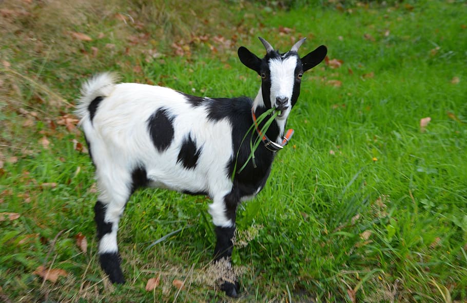 white, black, sheep, green, grasses, goat, young goat, black white, animal, nature