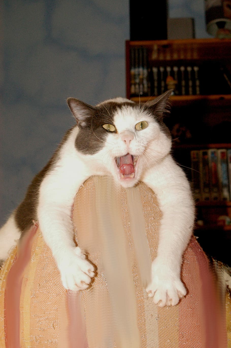 white, black, cat, beige, textile, black cat, funny pictures, yawn, pets, one animal