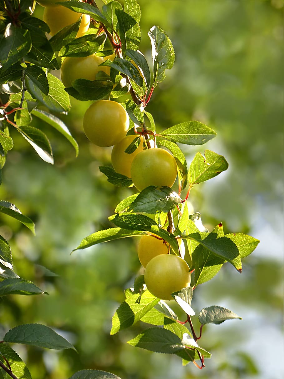 shallow, focus photography, green, fruits, plant, fruit tree, mirabelle, prunus domestica var, syriaca, yellow