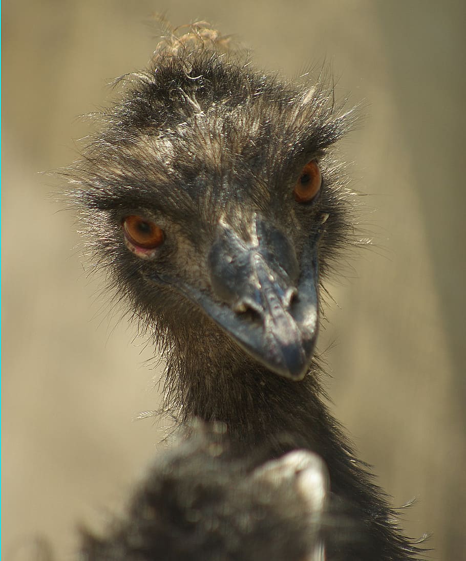 Emu, Retrato, Zoo, fauna animal, animales salvajes, un animal, parte del cuerpo animal, avestruz, pájaro, animales en la naturaleza