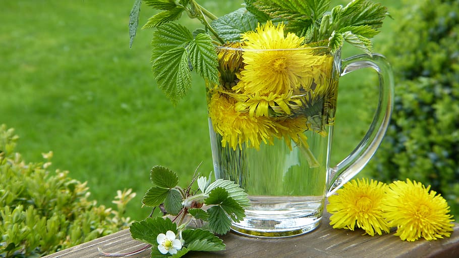 Amarillo, flores, claro, taza de vidrio, diente de león, taraxum, tee, hojas de fresa, floración, hierbas