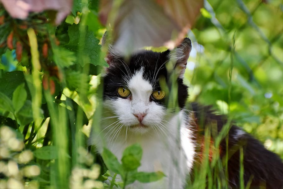 tuxedo cat, cat, domestic cat, mieze, cat face, cat's eyes, animal, cat portrait, grass, view