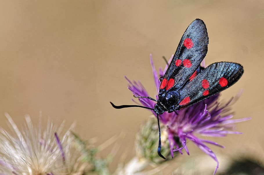 Zygaena lavandulae, cinco, close up, butterfly, perched, flower, photography, daytime, insect, animal