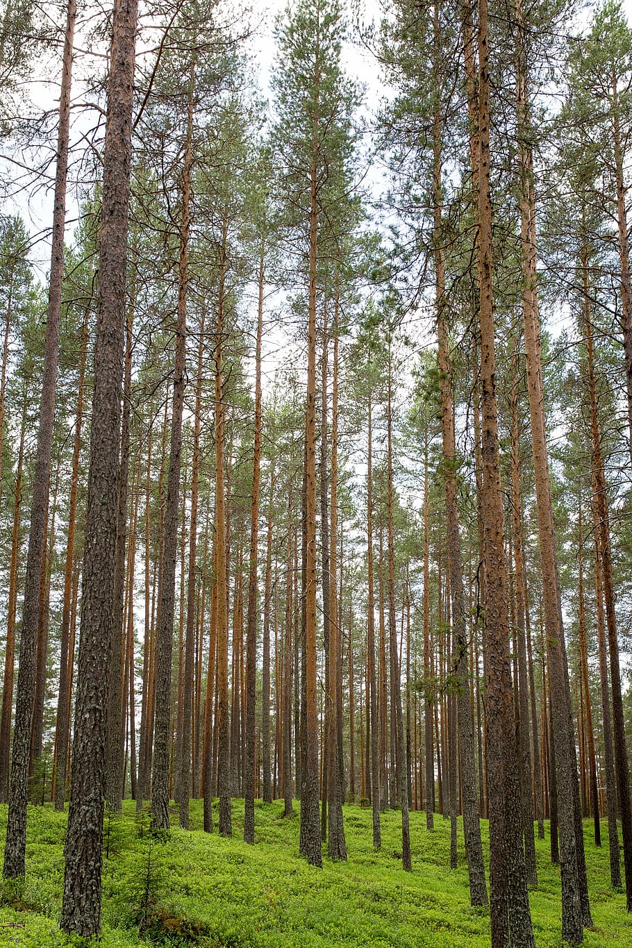 forest, trunks, vertical, straight, trees, wood, green, nature, environment, growth