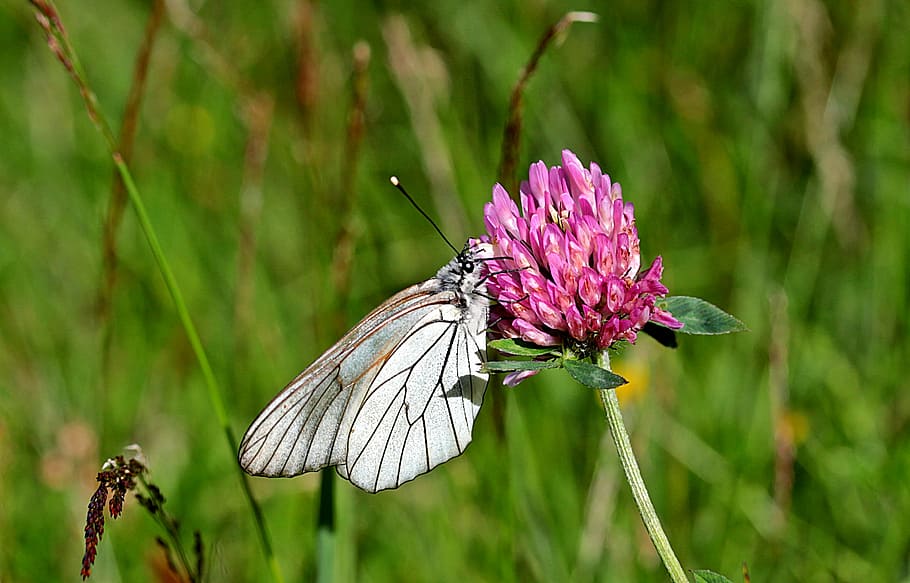 butterfly, tree white, aporia crataegi, butterflies, animal, insect, nature, red clover, nectar search, animal themes