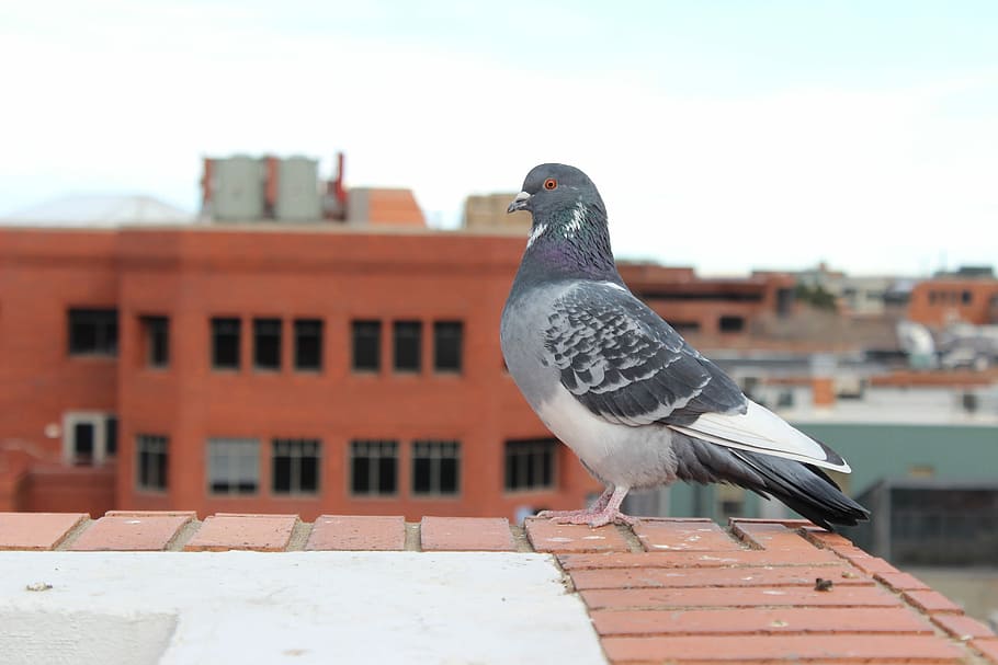 Paloma, animal, pájaros, mosca, pájaro, palomas, existencias, un animal, exterior del edificio, percha