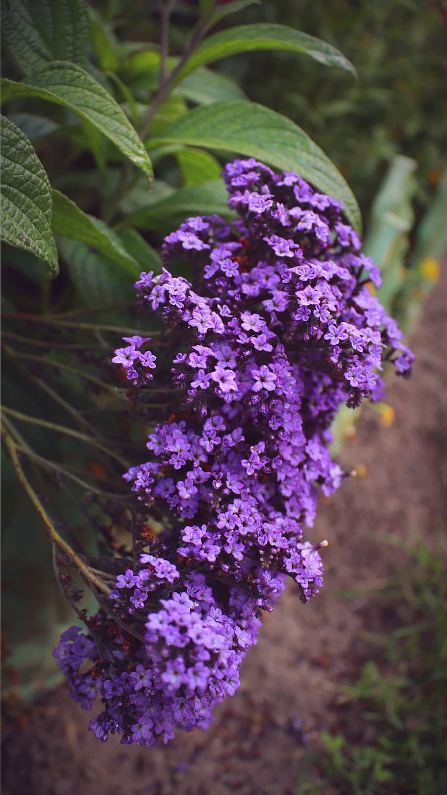 lilac, purple flowers, purple flower, blütenmeer, flowers, purple, green, plant, mother earth, gift