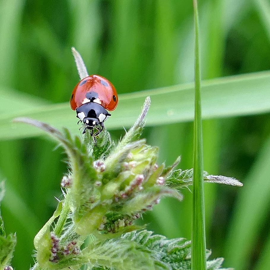 beetle, ladybug, stinging nettle, nature, meadow, animal wildlife, insect, animals in the wild, invertebrate, plant
