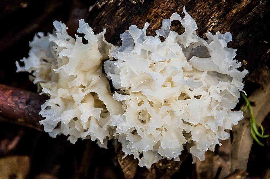 white brain jelly fungus, tremella ficiformis, jelly, gelatinous, fungus, white, sub-tropical, growing, texture, decay