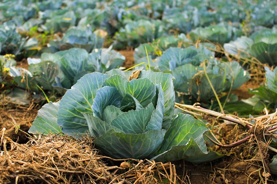 crops, field, green, plant, vegetable, cabbage, healthy, food and drink, food, land