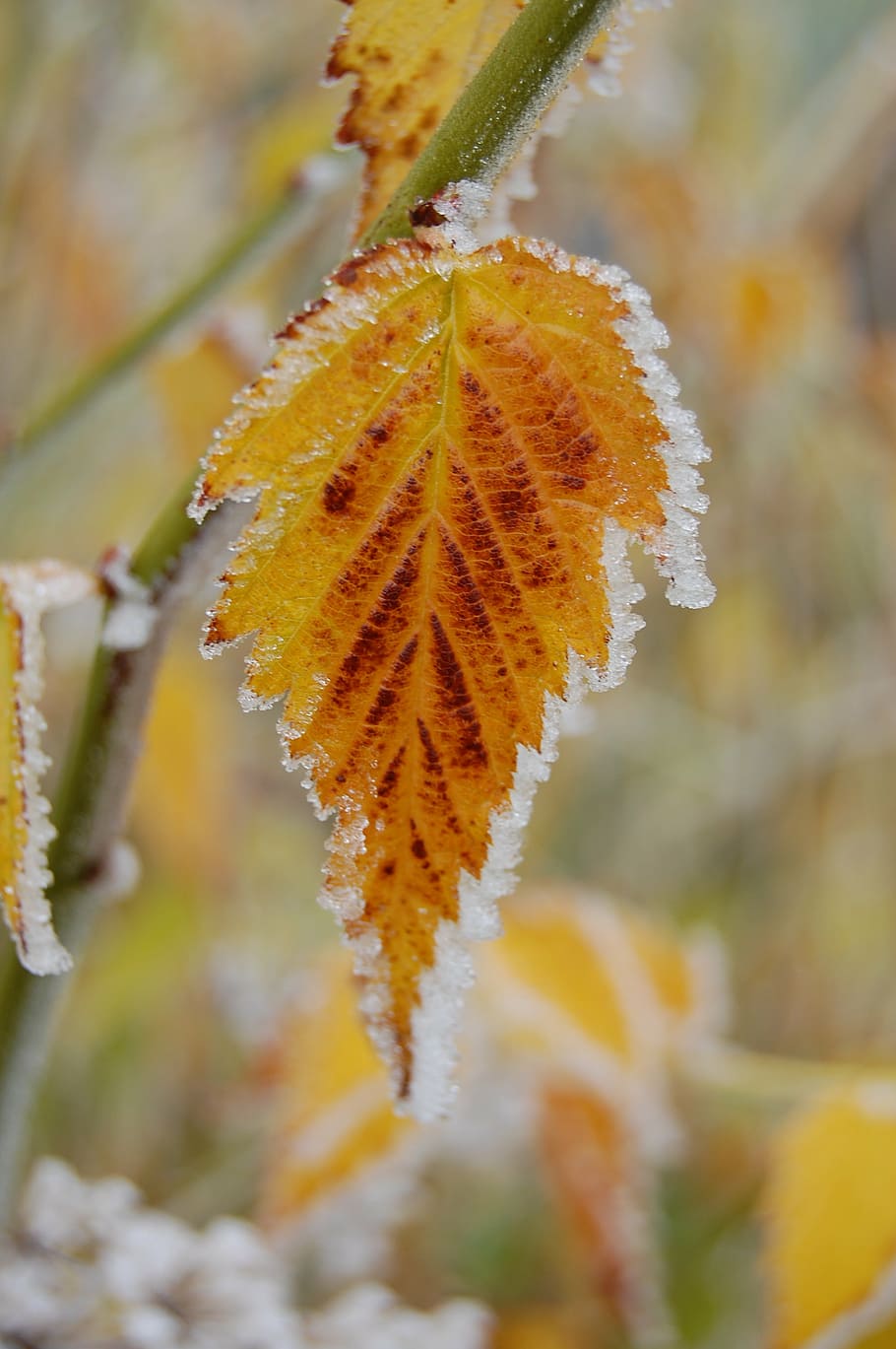 frost, autumn, leaf, hoarfrost, yellow, cold, beauty in nature, close-up, plant, growth