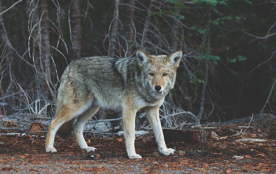 wolf near trees, wolf, animal, wildlife, mammal, predator, creature, nature, wild, grey