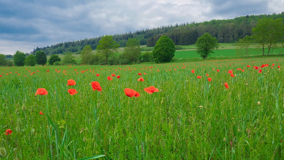 landscape, poppies, field, meadow, plant, flower, flowering plant, land, red, beauty in nature
