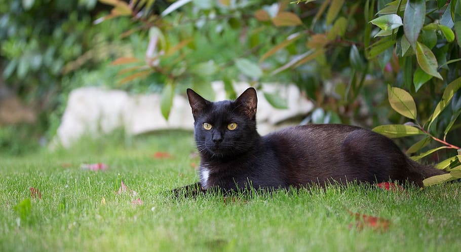 black, cat, lying, green, grasses, black cat, kitten, domestic cat ...