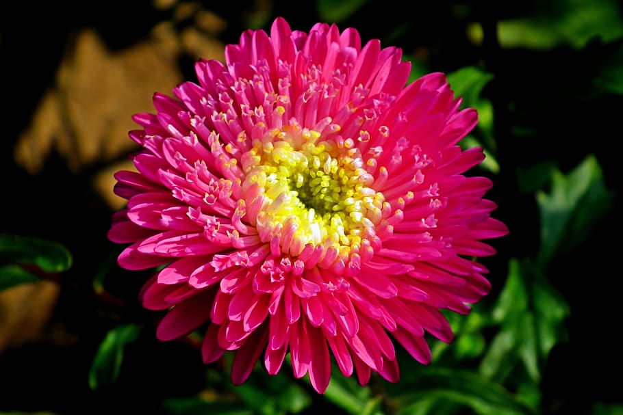 aster, flower, red, garden, summer, nature, the petals, beautiful, color, blooming
