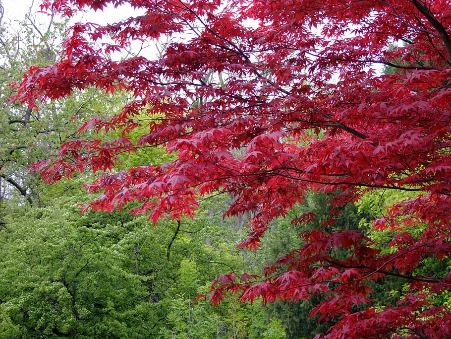 Maple, Japanese, Acer, Tree, japanese maple, leaves, color, anthocyanin, dye, maple leaves