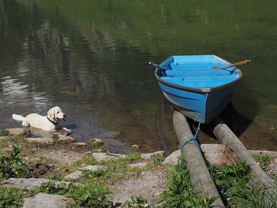 boot, rowing boat, seealpsee, dog, swim, cooling, water, nautical vessel, lake, nature
