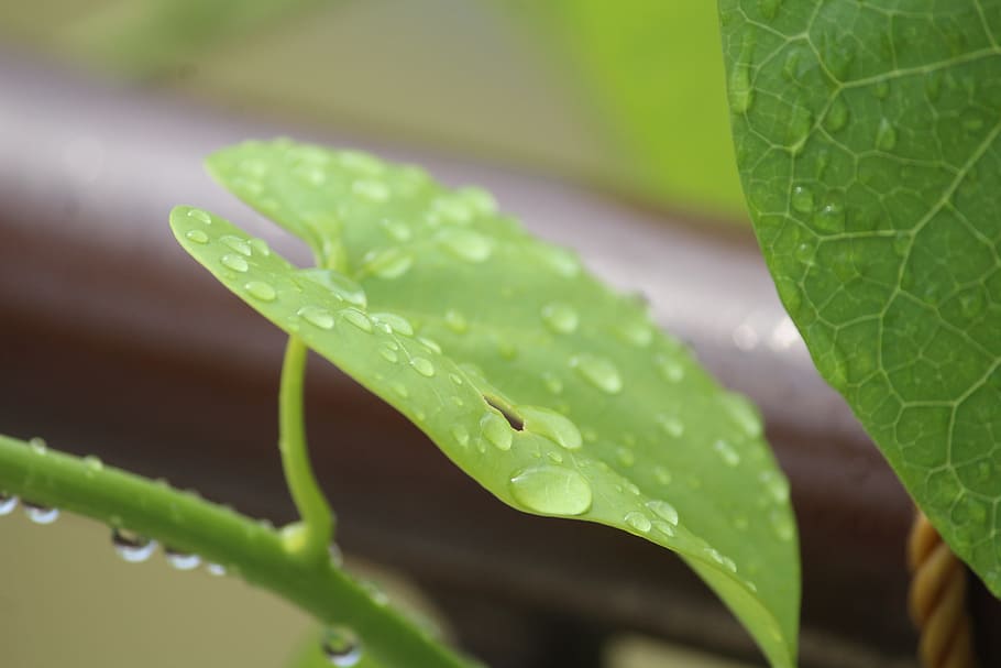 semillas de luna con hojas de corazón, tinospora cordifolia, tinospora, giloy, hoja, lluvia, gotas de lluvia, terraza, día lluvioso, parte de la planta