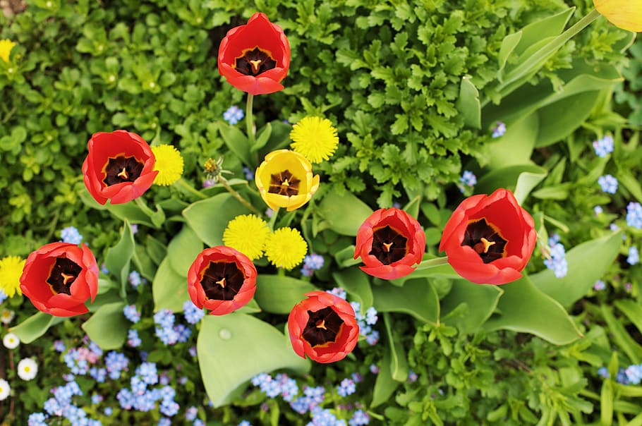tulipanes, jardín, primavera, flores, tulipanes rojos, ramo, huerto, asignación, crecer, naturaleza