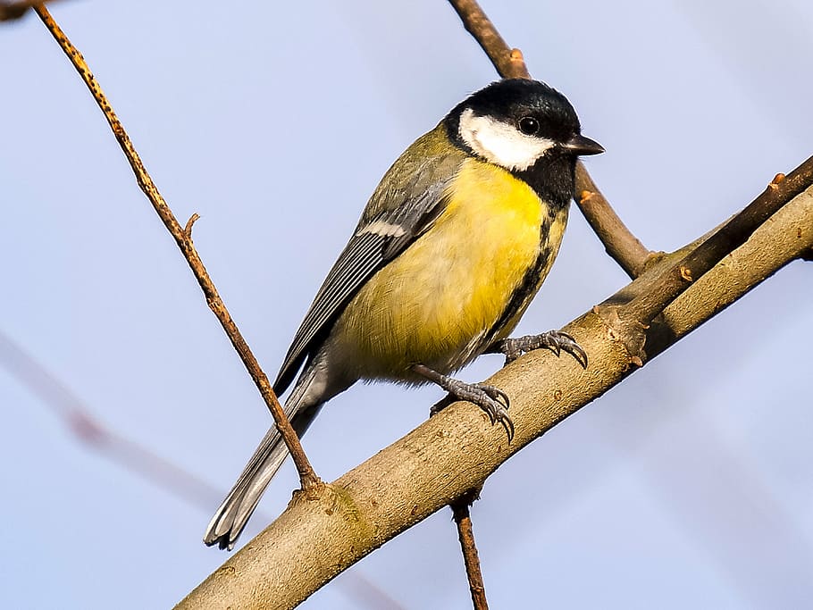 yellow, black, bird, brown, tree, tit, songbird, garden bird, nature, animal