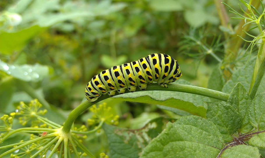 swallowtail caterpillar, swallowtail, Swallowtail, Caterpillar, swallowtail caterpillar, a larva of butterfly, insect, lepidoptera, dill, plant, summer