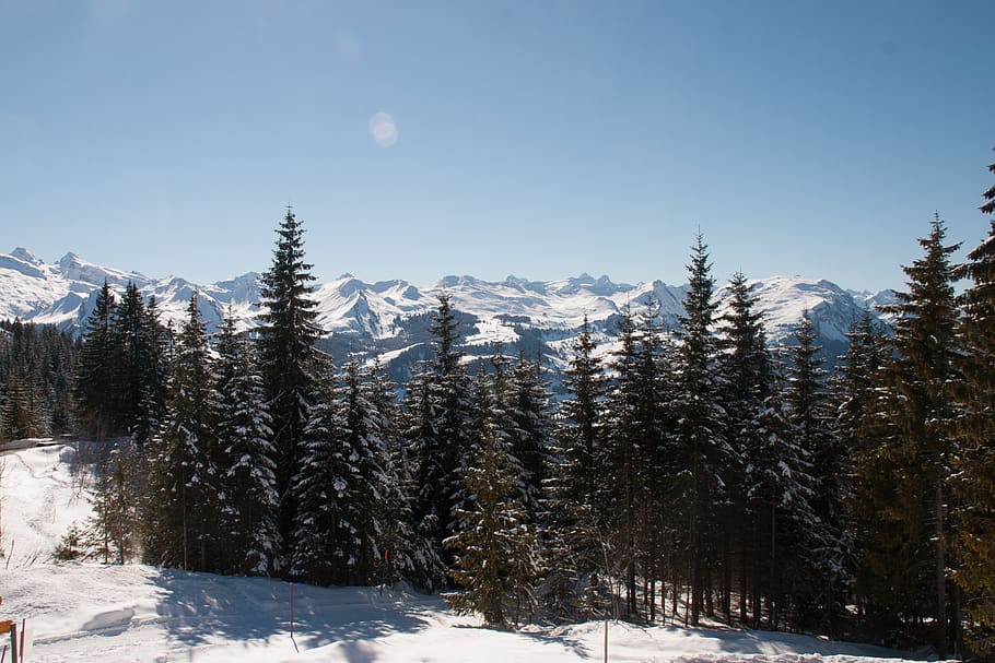 switzerland, mountains, ski, snow, winter, hills, canton of schwyz, cold temperature, plant, tree