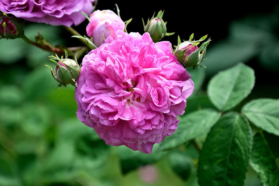 bunga anyelir merah muda, mawar, merah muda, diisi, mekar, bunga, tanaman berbunga, warna merah muda, tanaman, keindahan di alam