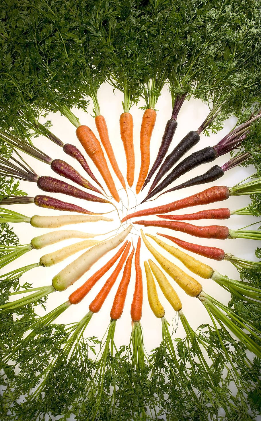 closeup, carrots artwork, carrots, variety, vegetables, vegetable, veggie, plants, carrot, plant