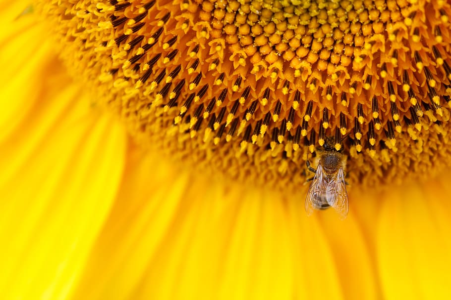 sunflower, sun flower, yellow, sunflower seeds, yellow flower, insect, bee, sun, field, flowers