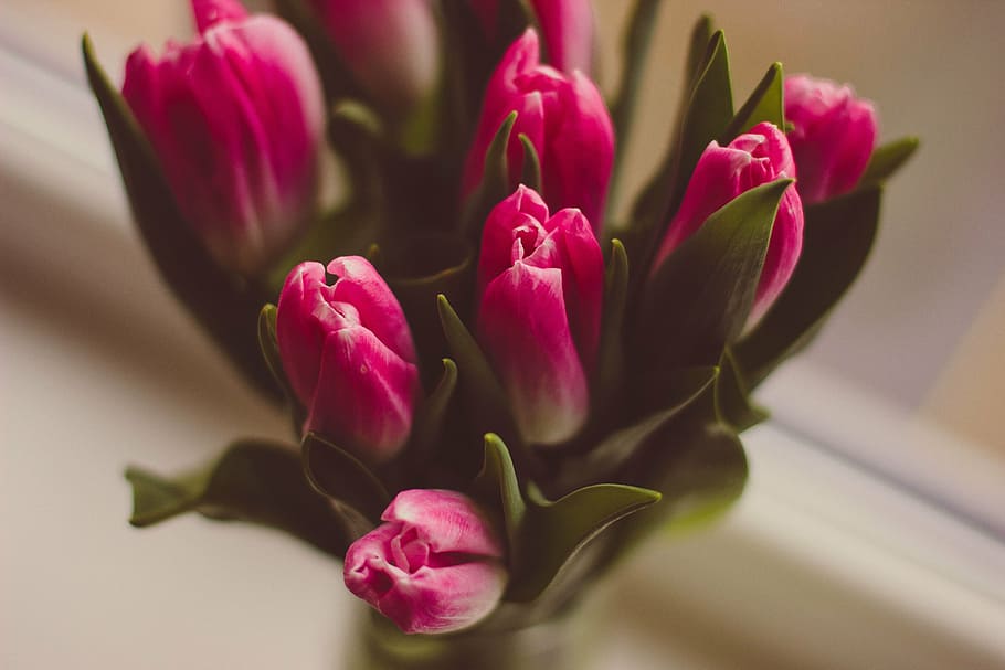 merah muda, tulip, selektif, fotografi fokus, foto, putih, petaled, bunga, daun bunga, tanaman