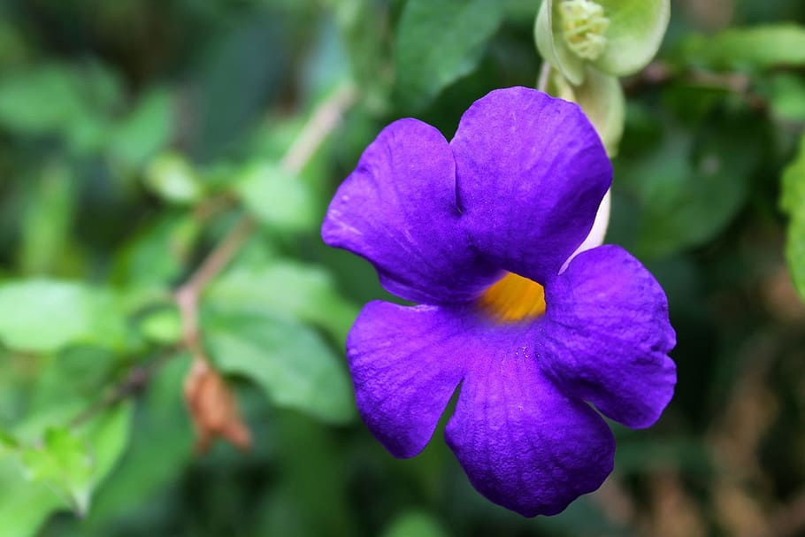 flor púrpura de 5 pétalos, flor, flora, hermosa, violeta, salvaje, flor silvestre, planta, planta floreciendo, pétalo