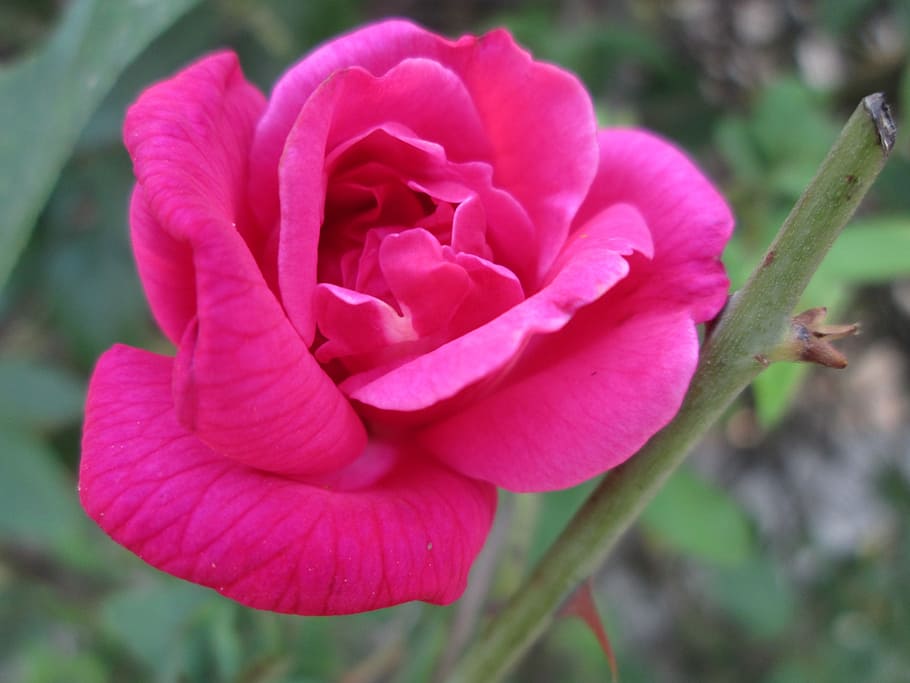plant, flower, red, park, garden, chinese rose, flowering plant, pink color, beauty in nature, petal