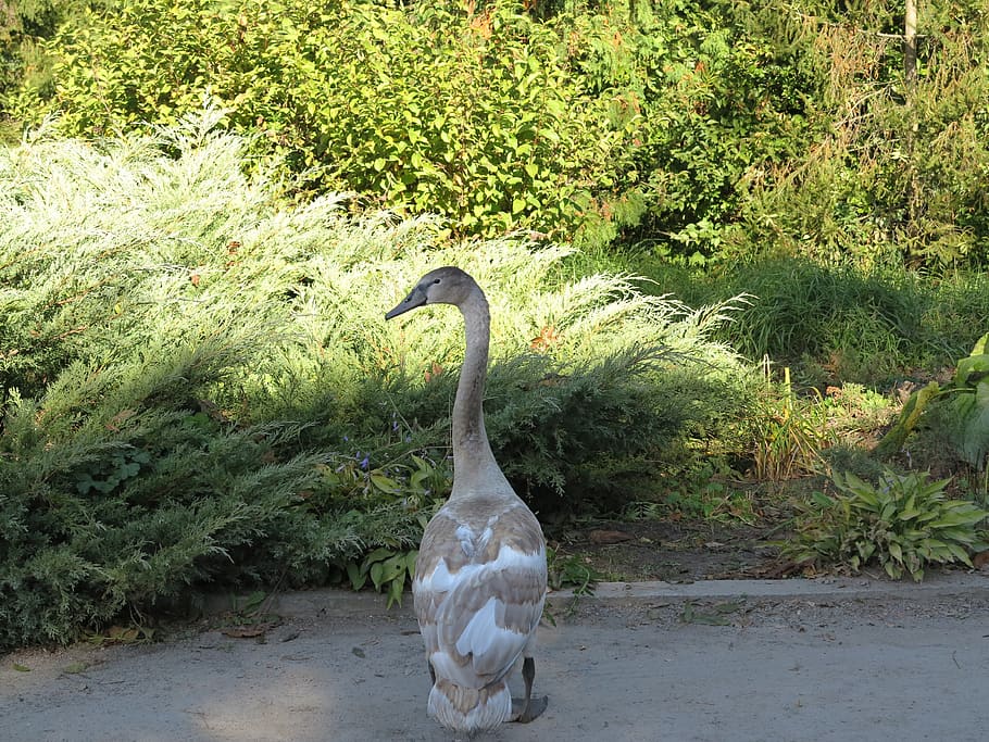 swan, the ugly duckling, bird, feathered, park, nature, forest, animal themes, animal, vertebrate