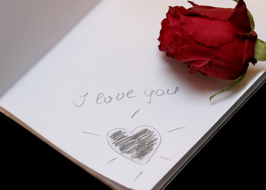 red, rose, white, printing paper, i love you, paper, love, font, lettering, red rose