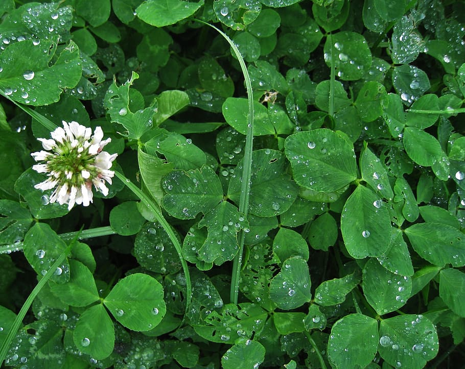 clover flower, white clover, raindrop, lucky clover, trifolium repens, herbaceous plant, flowering time may, wiesenklee, meadow, green