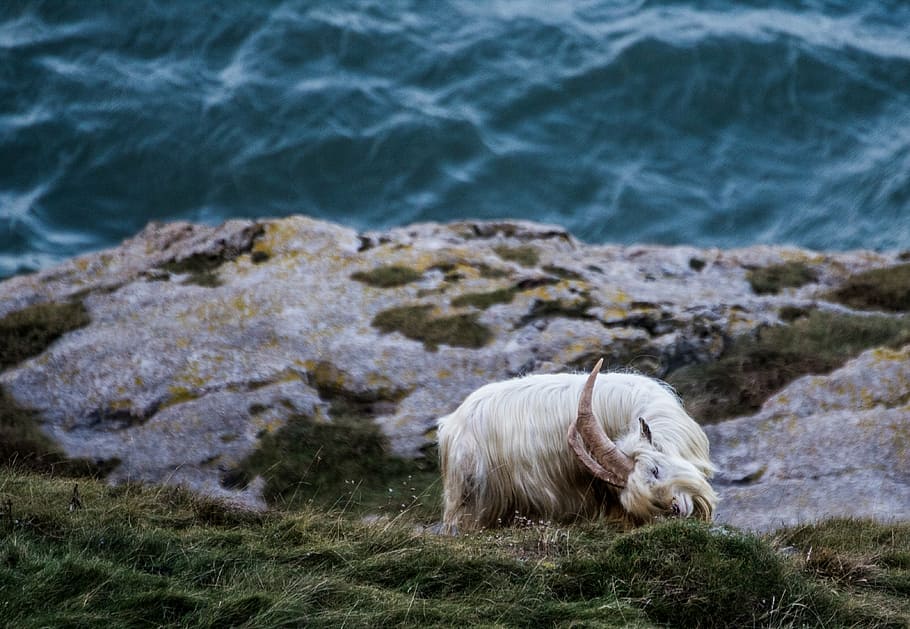 long-coated, white, goat, body, water, animal, grass, herbivore, ocean, sea