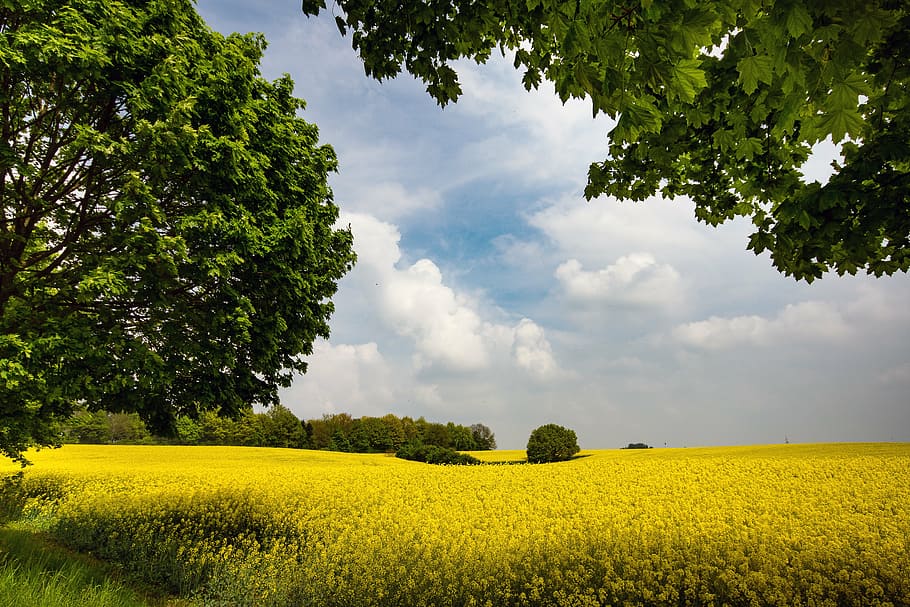 green, leaf trees, flower field, oilseed rape, rape blossom, field of rapeseeds, landscape, agriculture, yellow, nature