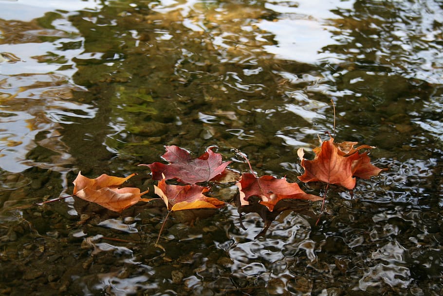 close-up photography, six, dried, leafed, drop, body, water, leaves, fall, fall leaves