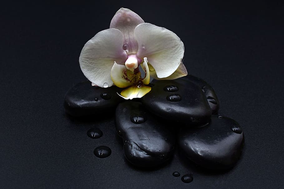 white, pink, flower, black, pebbles, stones, orchid, orchid flower, drop of water, massage