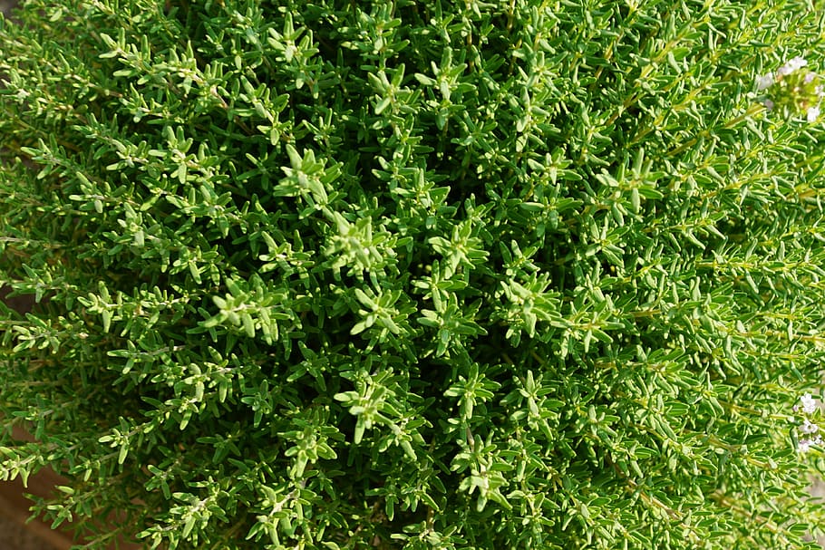 Thyme, Herb, Nature, Garden, summer, plant, blossom, bloom, meadow, aromatic herbs