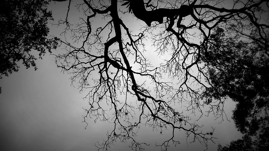 fotografi grayscale, bale tree, shadow tree, black and white tree, neuron, desain, pohon, latar belakang, cahaya, hitam