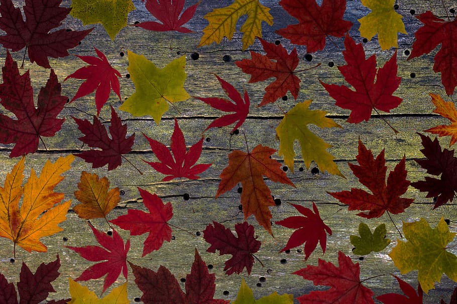 hojas, hojas verdaderas, arce, hoja de otoño, otoño, hoja de follaje, colorido, árido, seco, composición